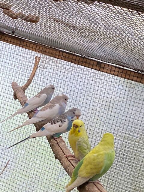 Ondulee peruche Anglaise 25 78910 Tacoigni�res