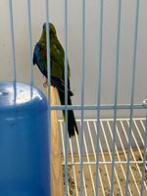   Couples de oiseaux reproducteurs 