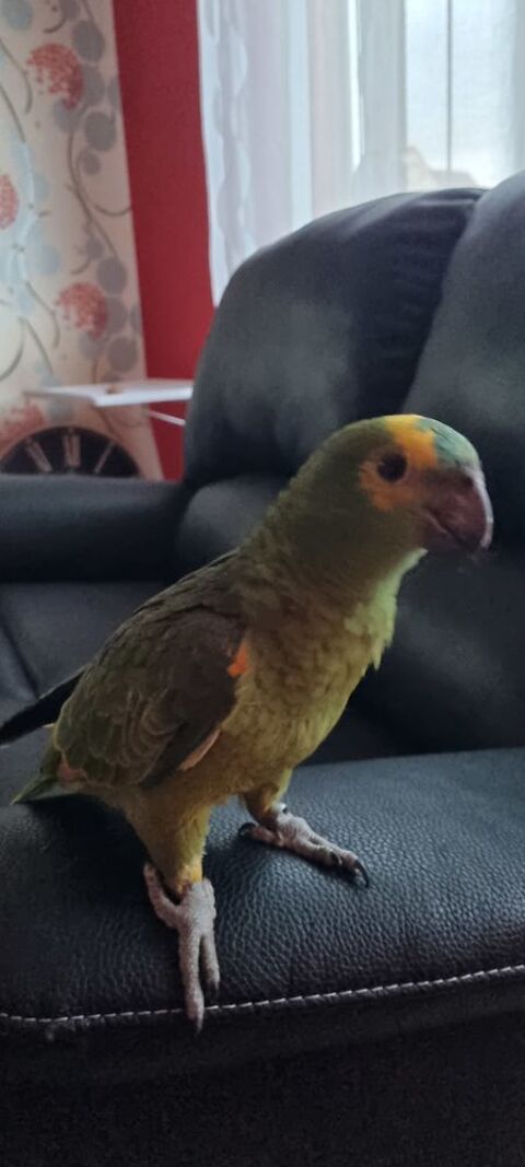 Bonjour je recherche une femelle perroquet amazone 0 59254 Ghyvelde