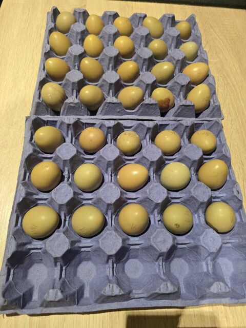 oeufs de faisan 86500 Saulg