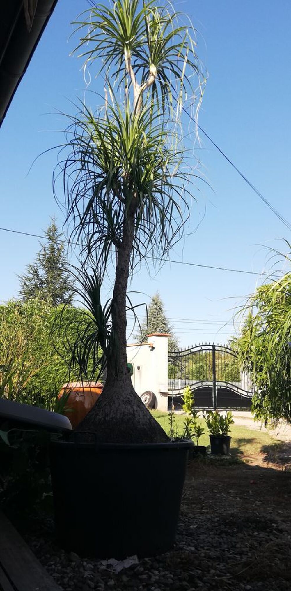 Vend Beaucarmea Recurvata
Jardin