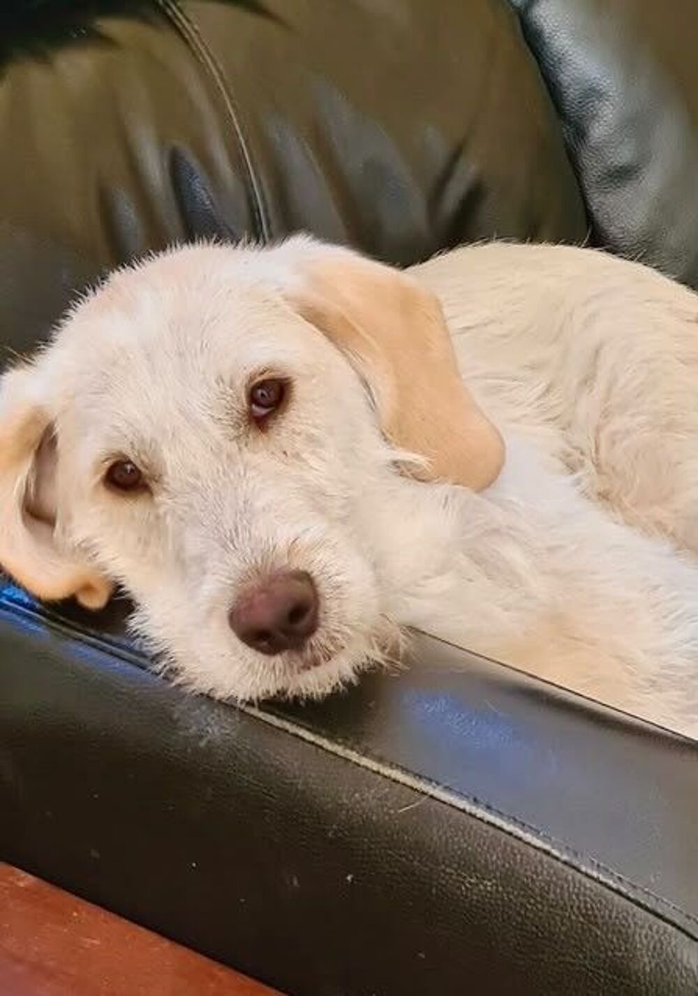  A l'adoption - Bella 2 ans - Douceur et calme  
