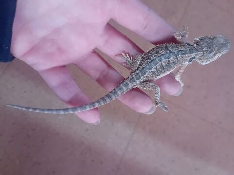 Pogona 50 88420 Moyenmoutier