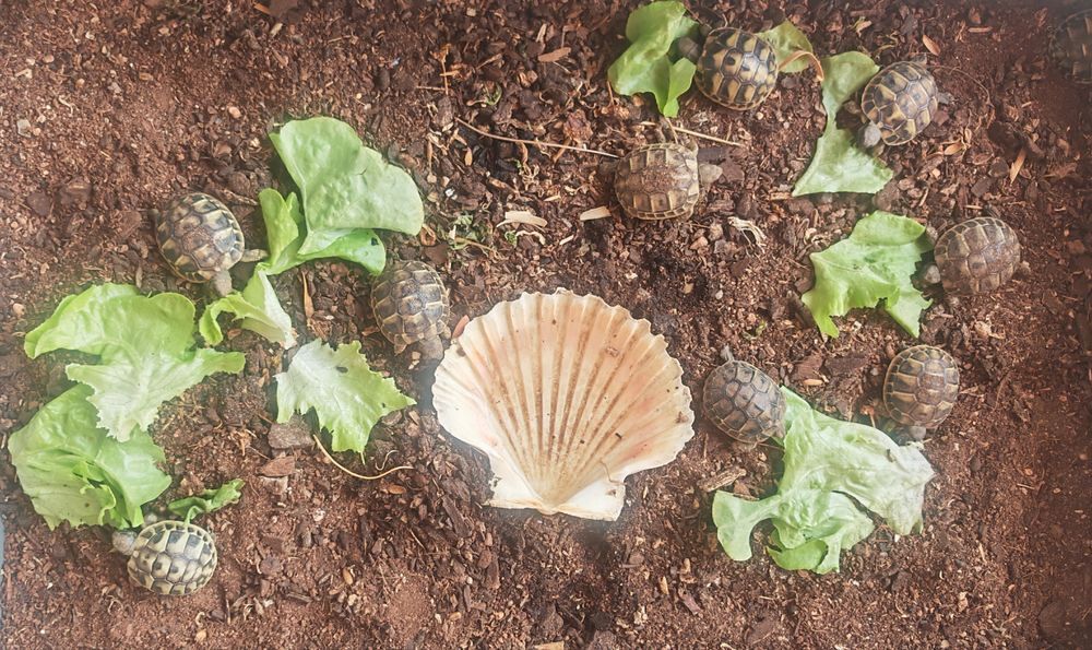   Tortues  
