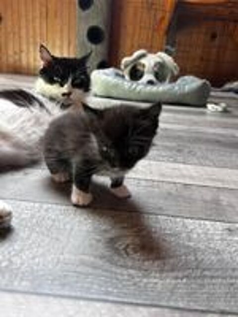   Chat BETTYBOOP à la réservation 