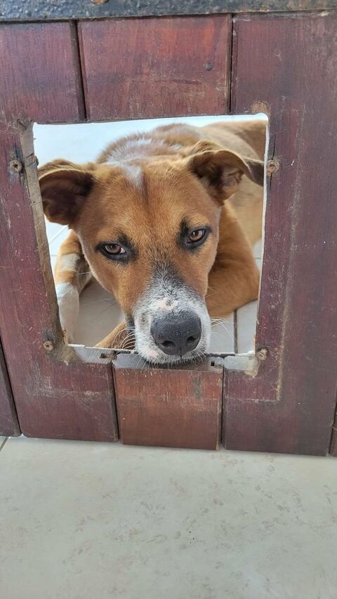 Aloka notre tendre cr&eacute;ole 350 89000 Auxerre