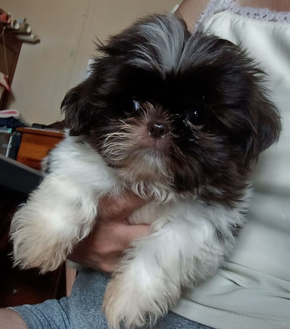   Shih tzu 