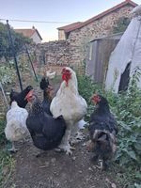   Coq Brahma  