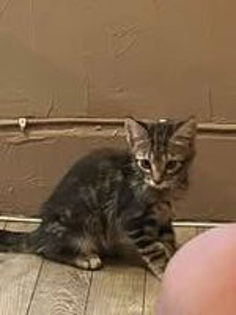   Chat PORTHOS à l adoption 