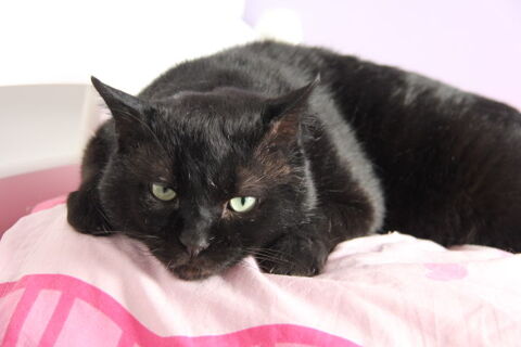 GULLIVER CHAT NOIR 7 ANS 195 92260 Fontenay-aux-roses