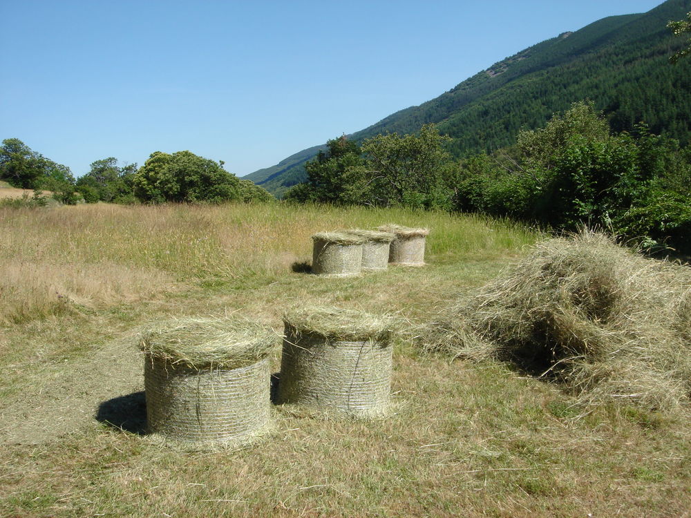   Foin des Cévennes 
