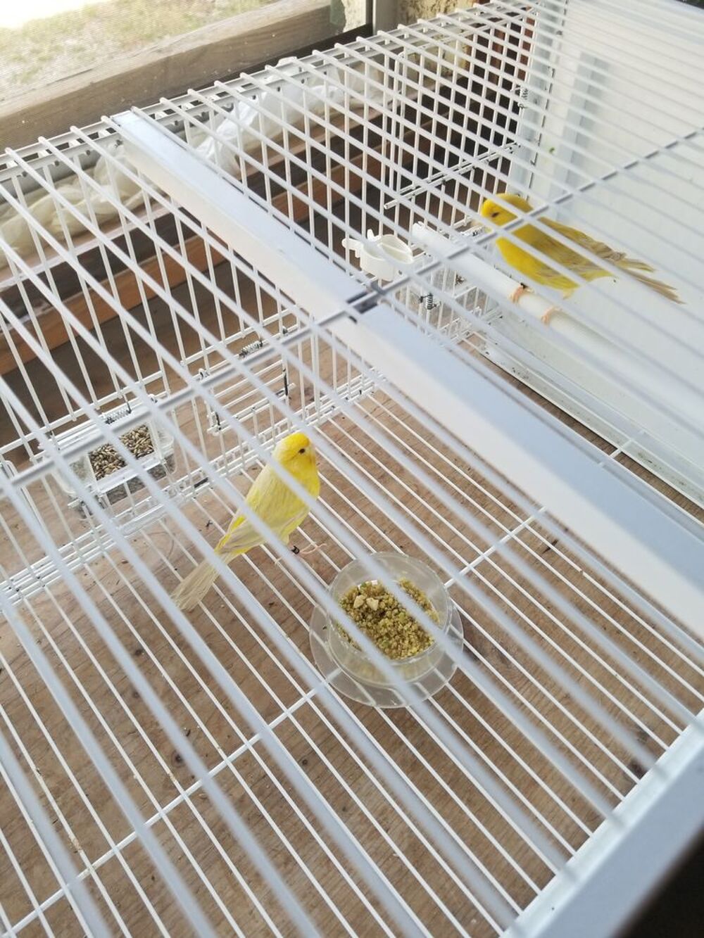   Canaris  