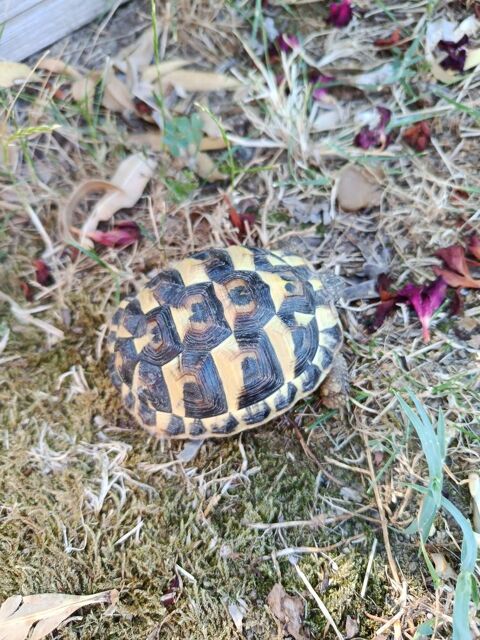 Tortue n&eacute;es dans mon jardin 120 31600 Muret