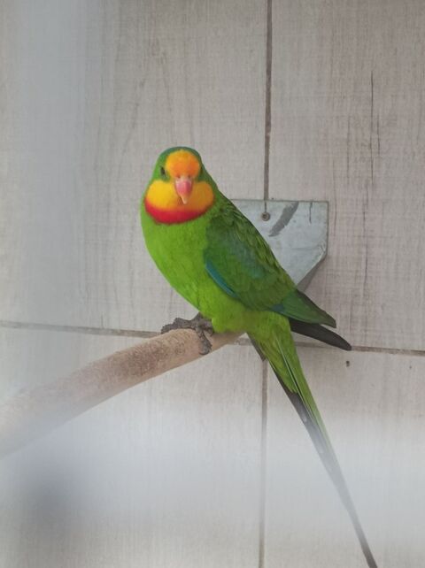 Perruche barraband. 80 80420 Flixecourt