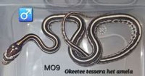   Pantherophis guttatus okeetee/reverse 