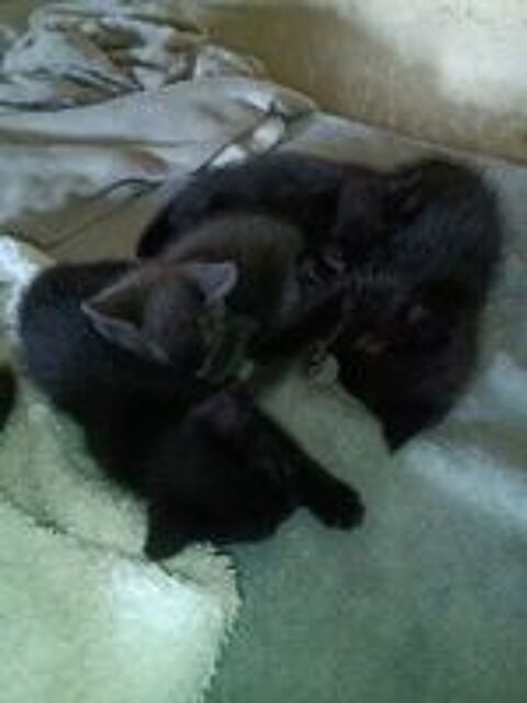   Donne chatons  