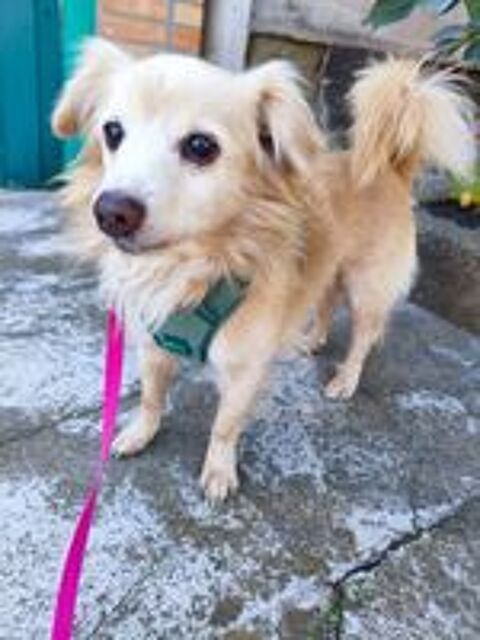   A L'ADOPTION KROKHA SE TROUVE EN REFUGE UKRAINE 