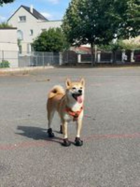   Dernier chiot Shiba Inu LOF disponible 