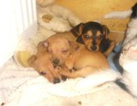   SPLENDIDES CHIOTS PINSCHER NAIN 