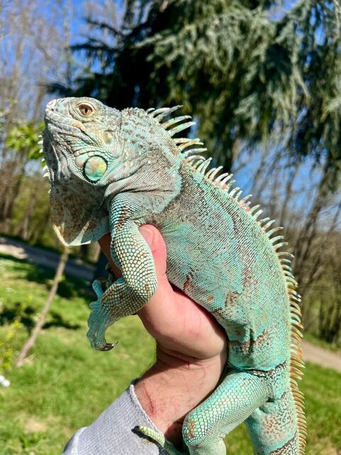 Iguane Bleu 300 82400 Golfech