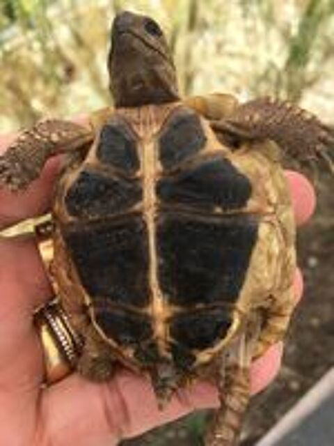   Tortue de terre 