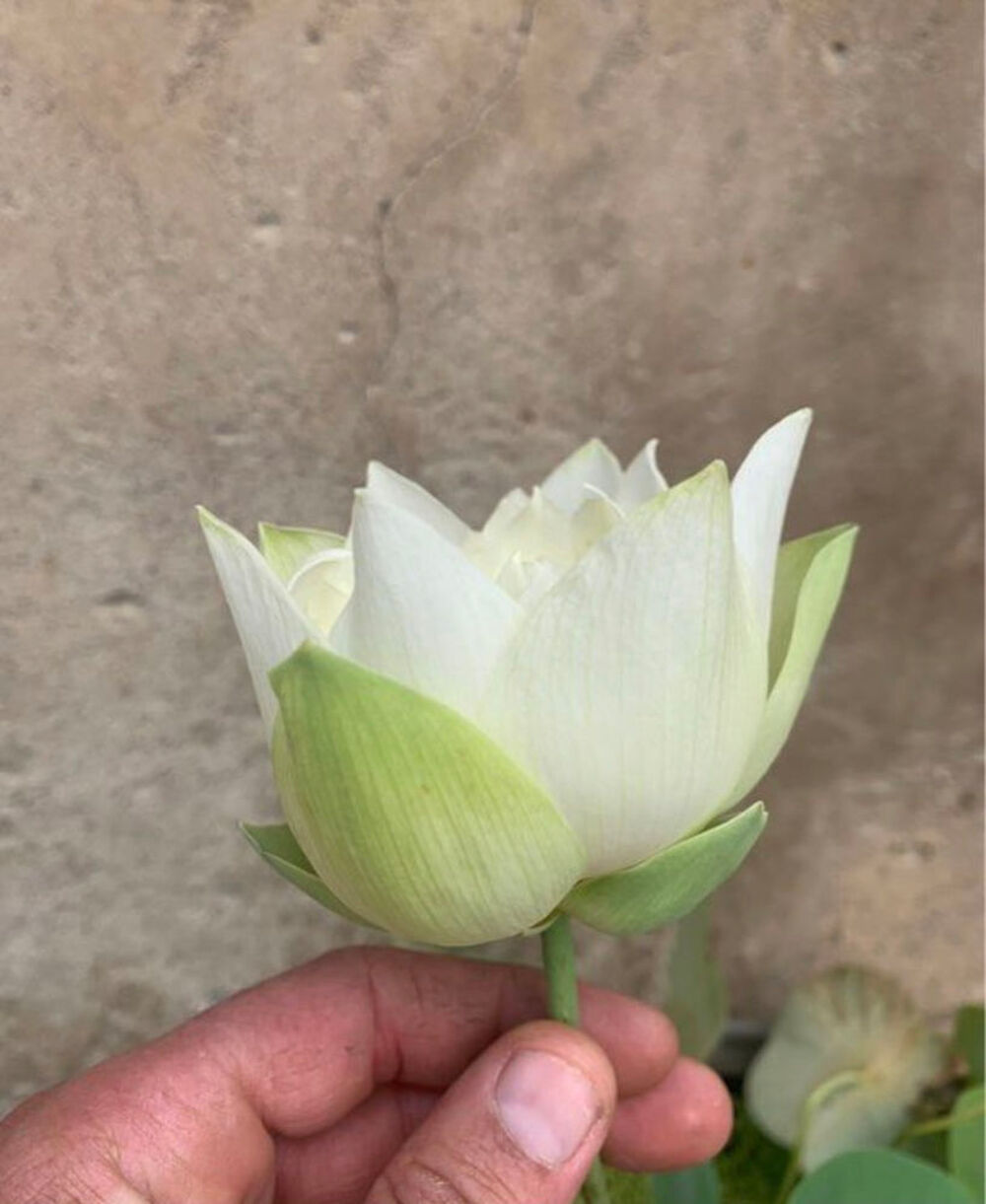 lotus white pear flower Jardin