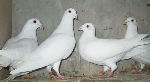 COUPLE PIGEONS VOYAGEURS BLANCS 25 80150 Crcy-en-ponthieu