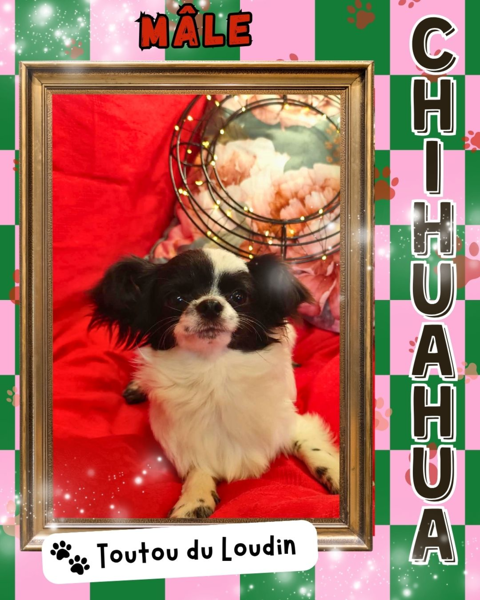 Chiot chihuahua m&acirc;le poils longs 550 18140 Pr�cy