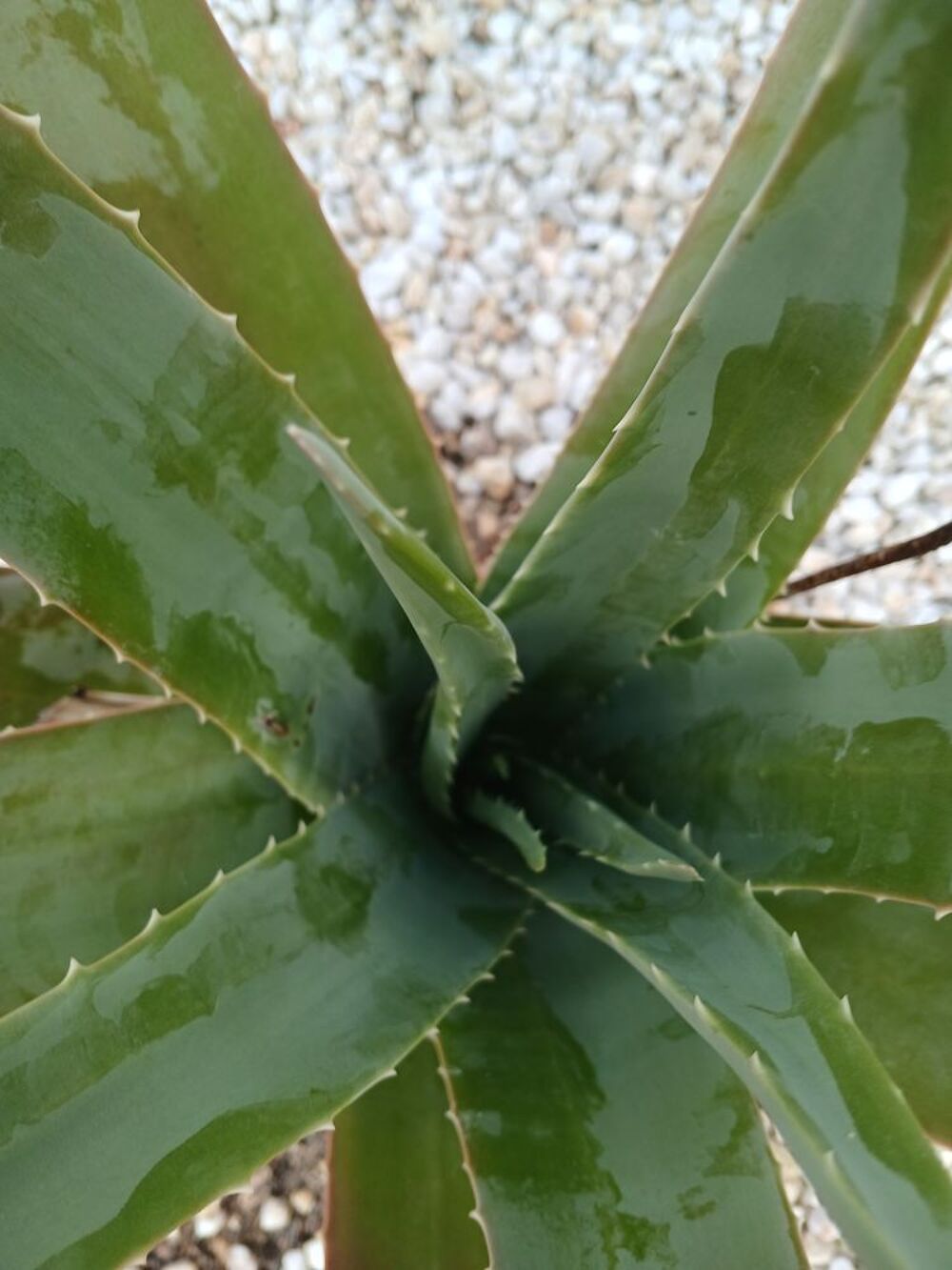 Alo&eacute; V&eacute;ra Plantes Jardin