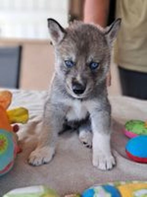   Chiots type husky sibérien 