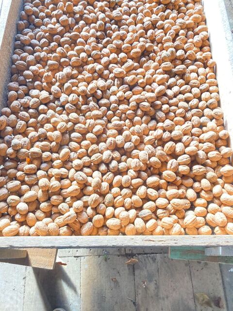 Rignac 12390. Noix, direct .Producteur 2 Rignac (12)