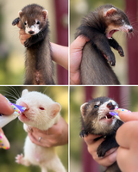   Furet de compagnie  