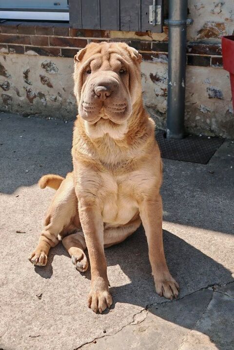 Sharpei 2 ans 150 28240 Belhomert-guéhouville