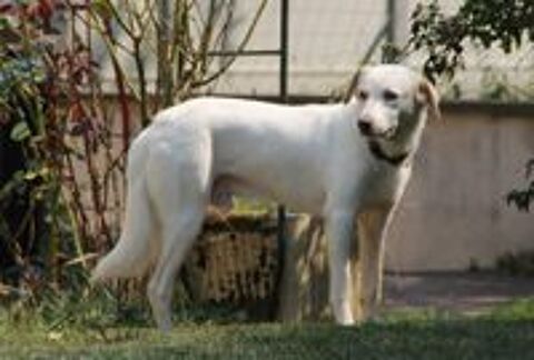   LÉO, x berger tripattes, 3 ans, 17 kg, à l'adoption 