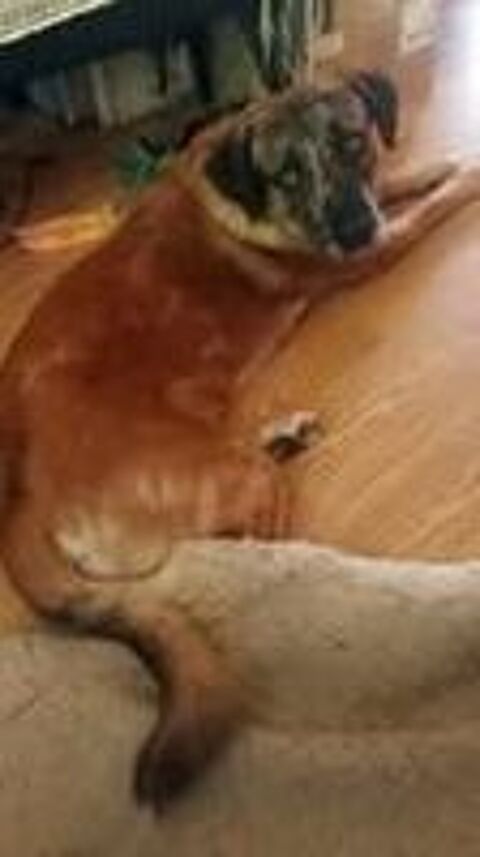   Chien BRETZEL � l adoption 