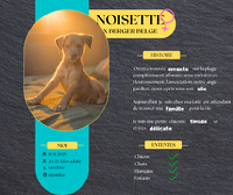   Noisette, la petite timide 