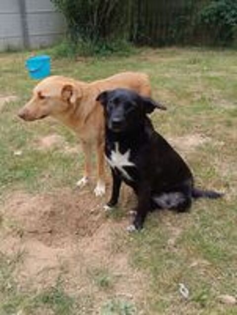   Notre adorable tripattes FLAFFY cherche sa famille pour la vie 