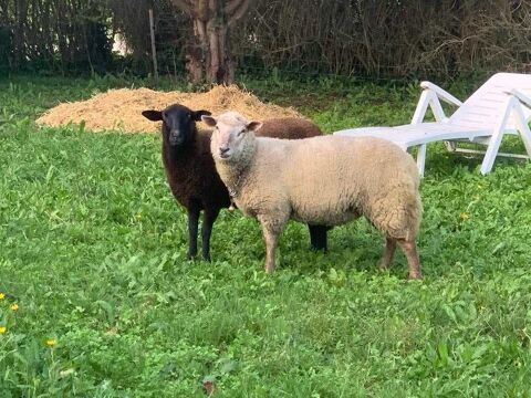 moutons à- 2 femelles + un bélier Cameroun 500 17800 Brives-sur-charente