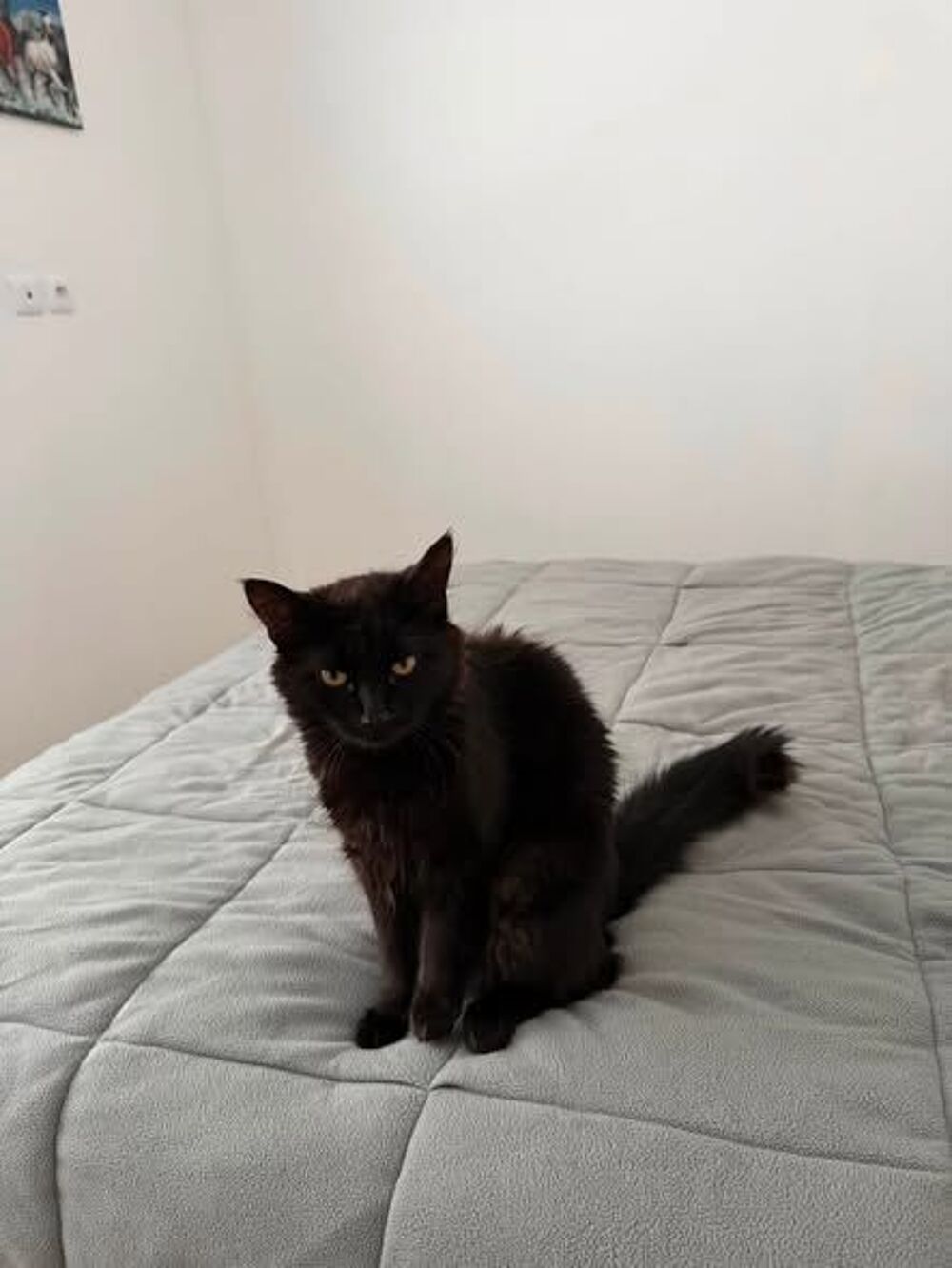   Chat NORD à l adoption 