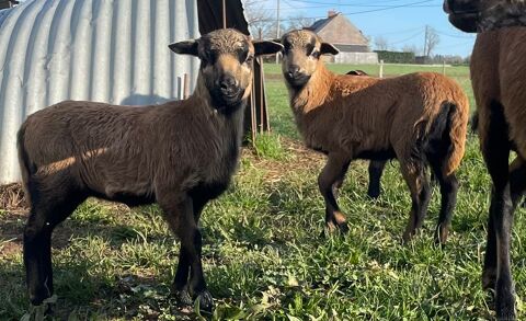 Moutons du Cameroun 250 44110 Ch�teaubriant