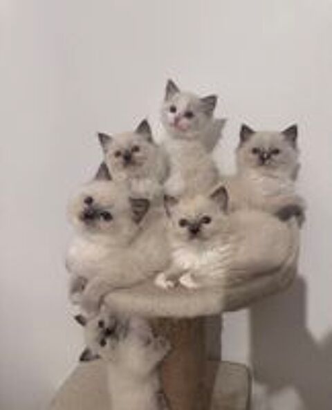   Chaton Ragdoll LOOF mâle Blue Point disponible 
