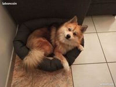   Propose saillie avec chien Pomsky mâle (pour reproduction) 