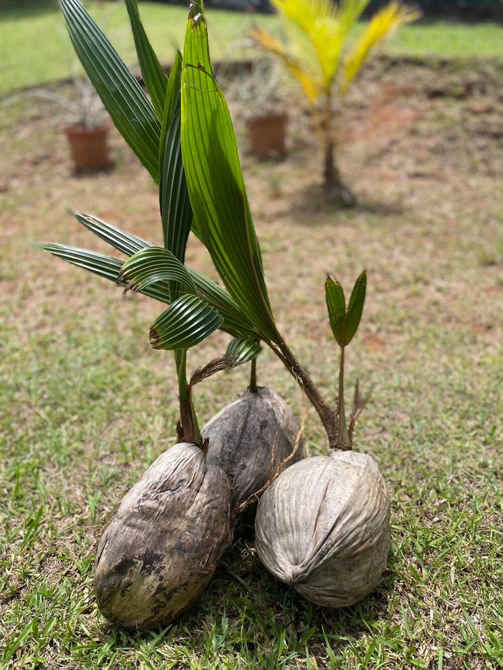 Plan coco nain Jardin