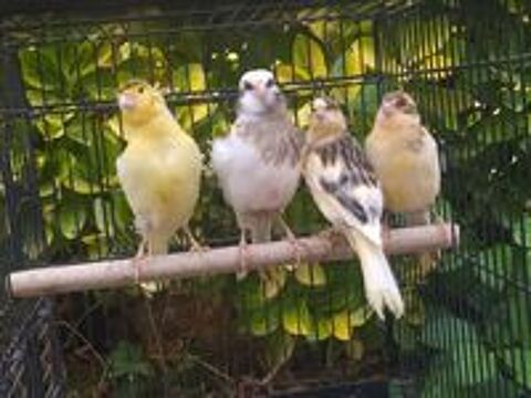   Canaris 