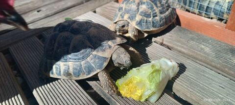 Deux tortue m&acirc;le reproducteur 50 34150 Aniane