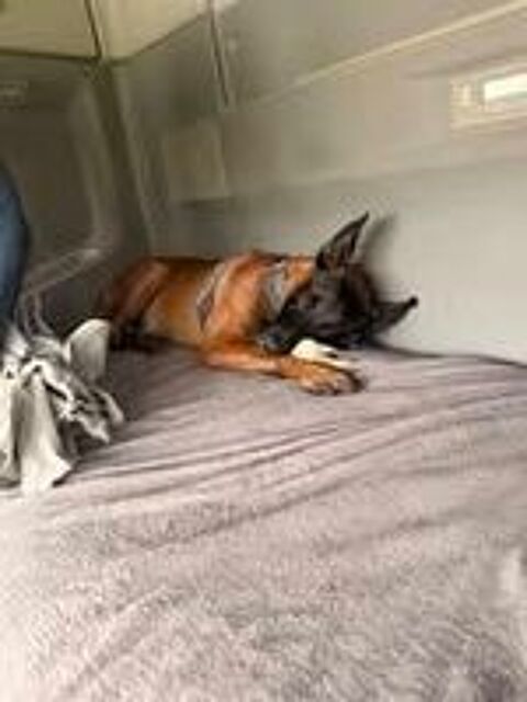   Chien THOR à l adoption 