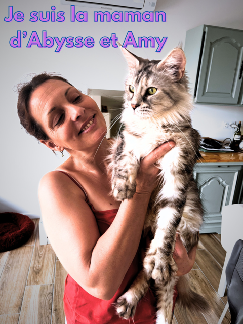 Chatons maine coon 1300 30129 Redessan