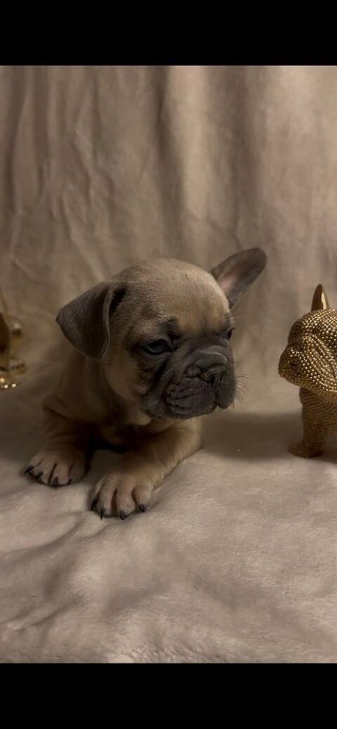 Disponible chiots Bouledogue fran&ccedil;ais 1500 91100 Corbeil-essonnes