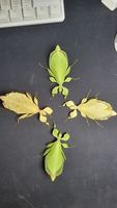   Phyllium leritanti 