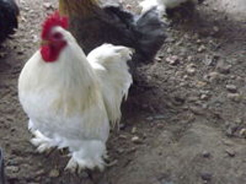   couples de pekins 